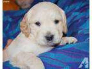 Mutt Puppy for sale in FOWLER, IN, USA