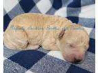 Mutt Puppy for sale in Morris, AL, USA