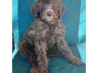 Goldendoodle Puppy for sale in Prescott Valley, AZ, USA