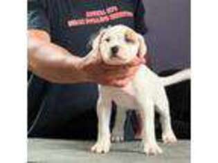American Bulldog Puppy for sale in Zachary, LA, USA