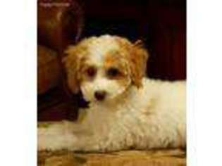 Cavachon Puppy for sale in Fox River Grove, IL, USA