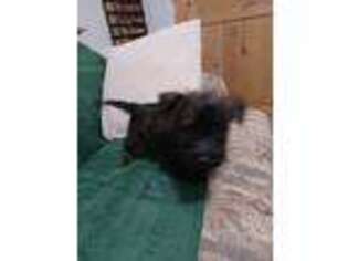 Cairn Terrier Puppy for sale in Ogema, MN, USA