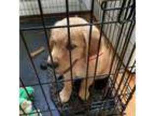 Golden Retriever Puppy for sale in Flushing, NY, USA
