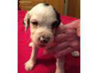 English Setter Puppy for sale in Caddo Mills, TX, USA
