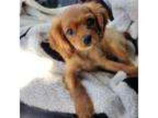 Cavalier King Charles Spaniel Puppy for sale in Orange Park, FL, USA
