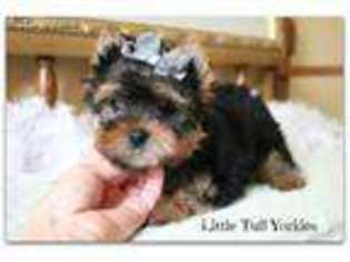 Yorkshire Terrier Puppy for sale in Milton, WV, USA
