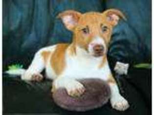 Jack Russell Terrier Puppy for sale in Syracuse, IN, USA