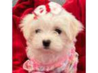 Maltese Puppy for sale in Kissimmee, FL, USA