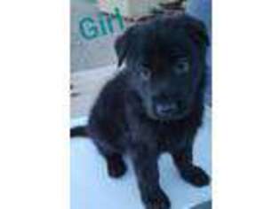 German Shepherd Dog Puppy for sale in Tonopah, AZ, USA