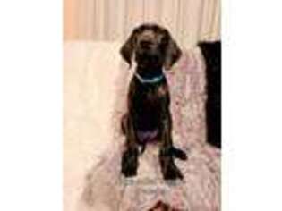 Great Dane Puppy for sale in Niles, MI, USA