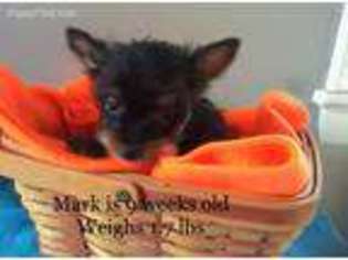 Yorkshire Terrier Puppy for sale in Elizabethtown, PA, USA