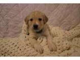Golden Retriever Puppy for sale in Kyle, TX, USA