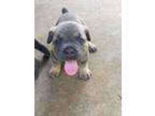Cane Corso Puppy for sale in Cornelia, GA, USA