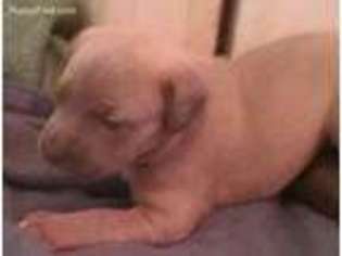 Cane Corso Puppy for sale in San Andreas, CA, USA