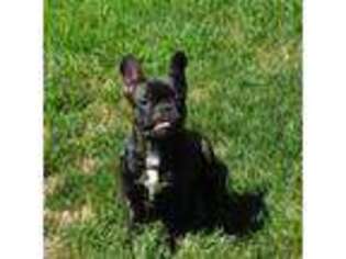 French Bulldog Puppy for sale in Grayslake, IL, USA