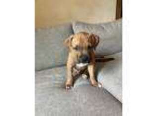 Mutt Puppy for sale in South Ozone Park, NY, USA