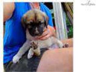 Anatolian Shepherd Puppy for sale in Springfield, MO, USA