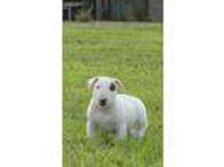 Bull Terrier Puppy for sale in Raleigh, NC, USA