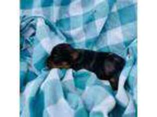 Yorkshire Terrier Puppy for sale in Cedar City, UT, USA