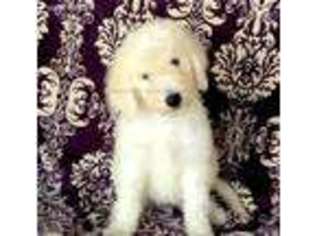 Goldendoodle Puppy for sale in Sutter, IL, USA