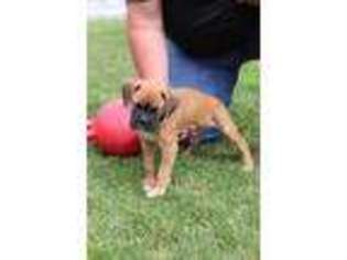 Boxer Puppy for sale in Wolf Creek, OR, USA