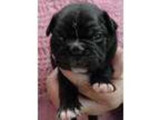 Mutt Puppy for sale in Terrebonne, OR, USA