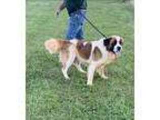 Saint Bernard Puppy for sale in Boonville, NC, USA