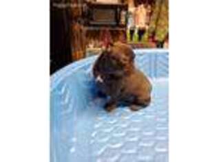 French Bulldog Puppy for sale in Greer, SC, USA