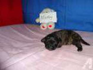 Mutt Puppy for sale in HARDEEVILLE, SC, USA