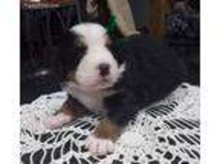 Bernese Mountain Dog Puppy for sale in Fulton, MO, USA