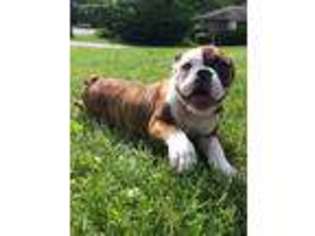 Olde English Bulldogge Puppy for sale in Kent, OH, USA