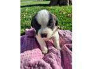 Saint Bernard Puppy for sale in New Haven, IN, USA