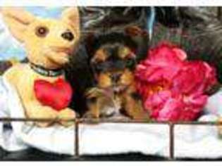 Yorkshire Terrier Puppy for sale in Post Falls, ID, USA