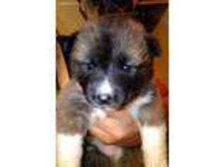 Akita Puppy for sale in Downey, CA, USA