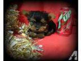 Yorkshire Terrier Puppy for sale in KASSON, MN, USA