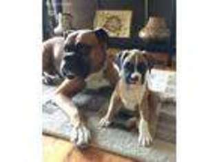 Boxer Puppy for sale in Hyde Park, NY, USA