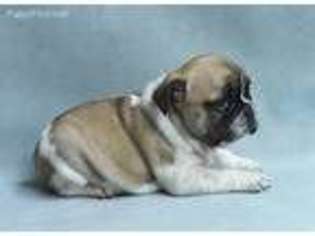 French Bulldog Puppy for sale in Edmonds, WA, USA