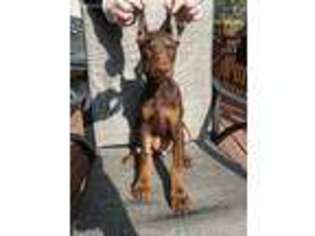 Doberman Pinscher Puppy for sale in Peoria, IL, USA
