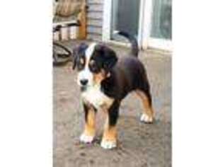 Greater Swiss Mountain Dog Puppy for sale in Waterloo, IA, USA