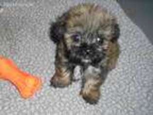 Mi-Ki Puppy for sale in Herington, KS, USA