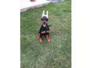 Doberman Pinscher Puppy for sale in Denton, TX, USA