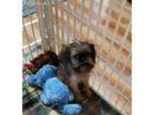 Brussels Griffon Puppy for sale in Davison, MI, USA