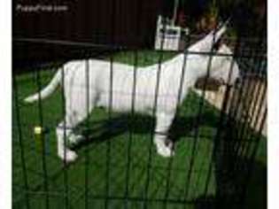Bull Terrier Puppy for sale in North Hollywood, CA, USA