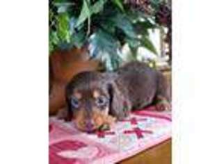 Dachshund Puppy for sale in Hustisford, WI, USA