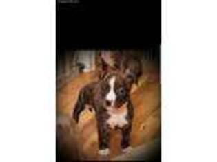 American Staffordshire Terrier Puppy for sale in Port Royal, PA, USA