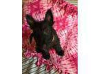 Scottish Terrier Puppy for sale in Canyon, TX, USA