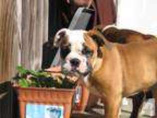 Olde English Bulldogge Puppy for sale in FITZWILLIAM, NH, USA