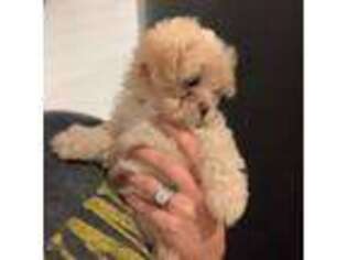 Mutt Puppy for sale in Dayton, MT, USA