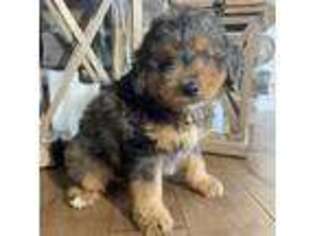 Mutt Puppy for sale in Allendale, MI, USA