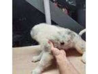 Miniature Australian Shepherd Puppy for sale in Baldwinsville, NY, USA